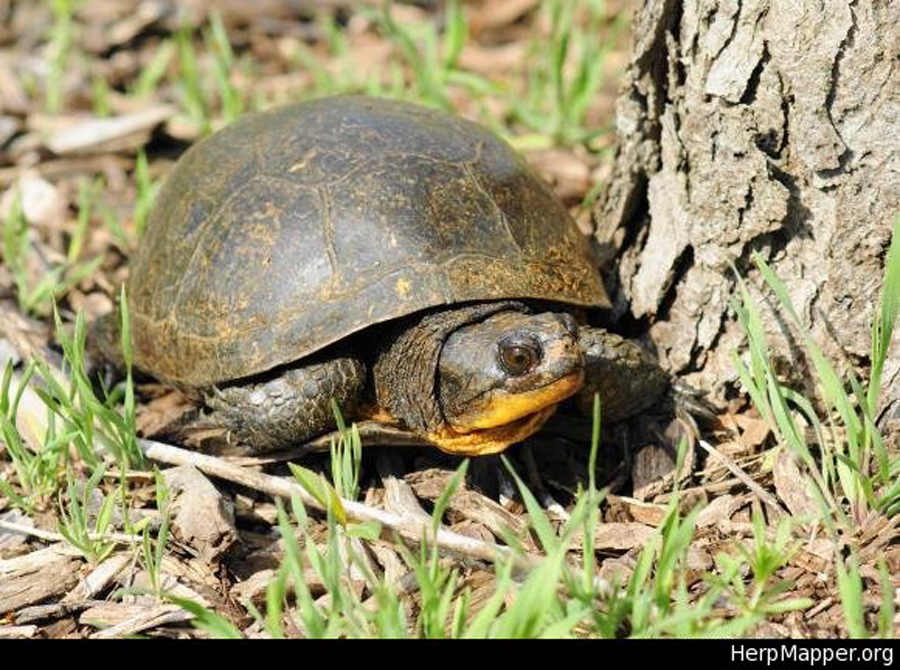 Blanding's Turtle (Emydoidea blandingii) from Porter County, Indiana. HM 98961 by John Burris
