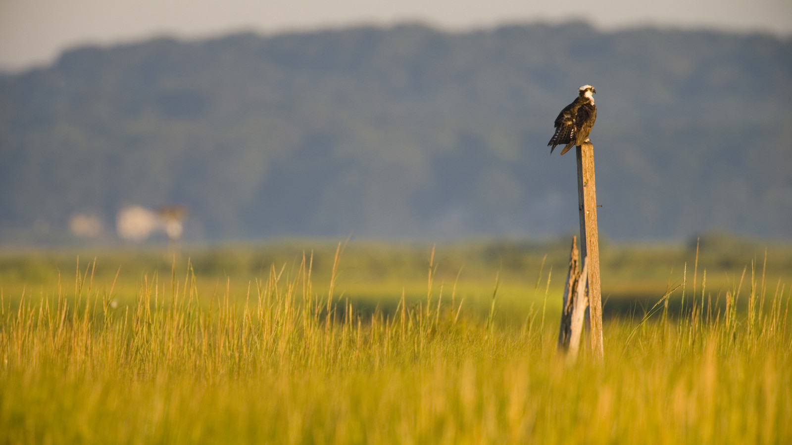 An osprey sits on a pole above the salt marsh at Griswold Point Preserve at the mouth of the Connecticut River in Old Lyme, Connecticut. © Jerry Monkman
