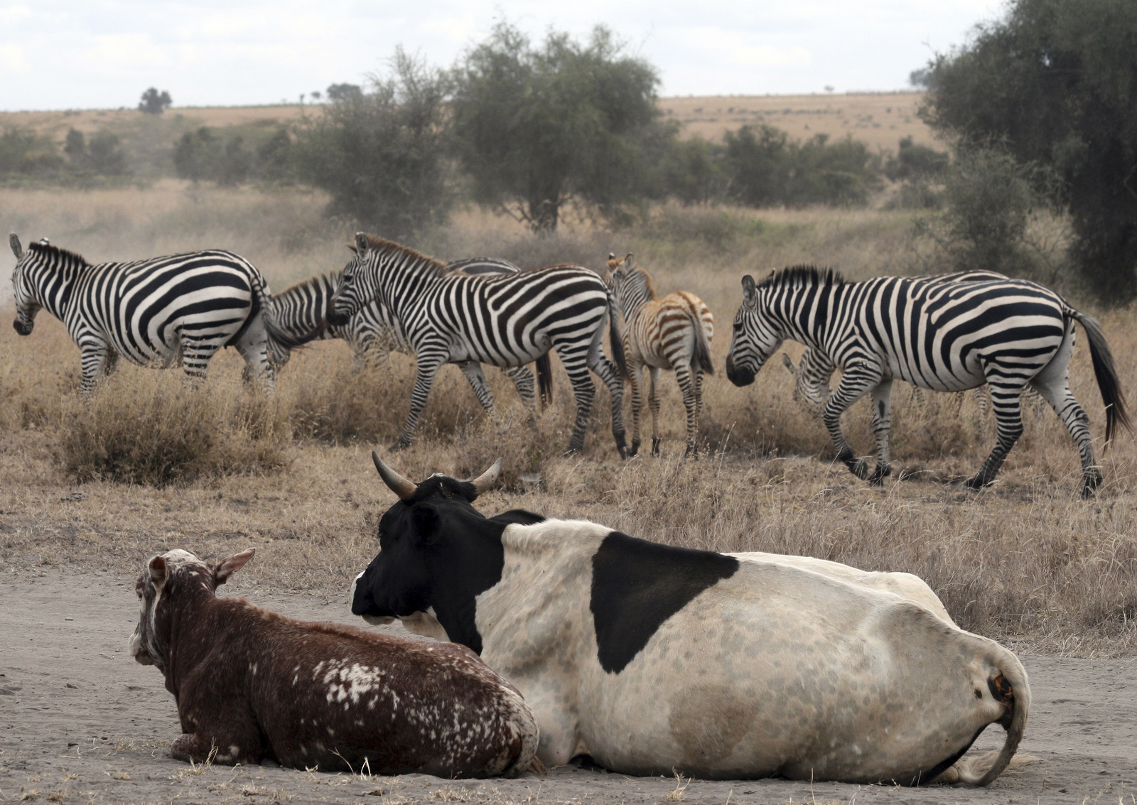 Plains zebra and cattle co-exist in Kenya © Anand Mishra/TNC