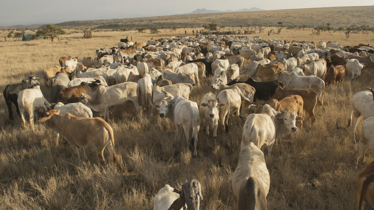 The goal of the NRT program is to encourage resilient communities with healthy rangelands that can support both their cattle and their wildlife. Photo © Ami Vitale 