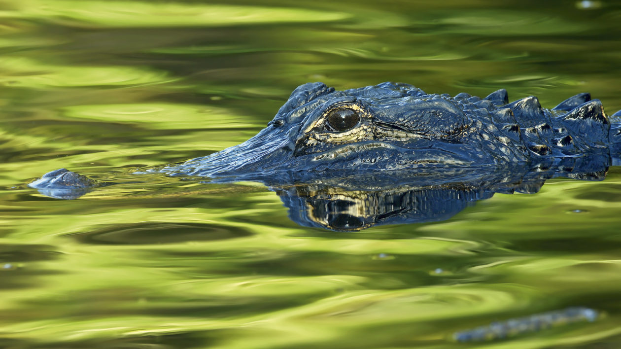 An alligator in southwest Florida. Photo © Carlton Ward, Jr.