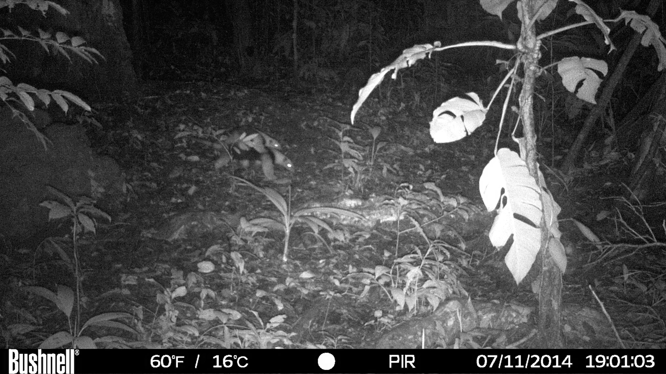 The project used camera traps to track wildlife on PES lands. They captured this image of a mother tamandua carrying her baby. Photo courtesy of Margot Wood