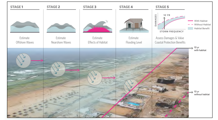 Figure 1: Key steps and data for estimating the flood protection benefits from habitats. (a) Stage 1: oceanographic data are combined to assess the total water levels (TWLs) offshore. Stage 2: TWLs are modified by nearshore hydrodynamics. Stage 3: effects of habitat on TWLs are estimated. Stage 4: TWLs are extended inland along profiles to define flooding envelopes for storm events (e.g., 10, 25, 50, 100-yr events) with and without existing coral reefs. Stage 5: The property damaged under flooding envelopes are estimated. (Figure adapted from World Bank 2016).