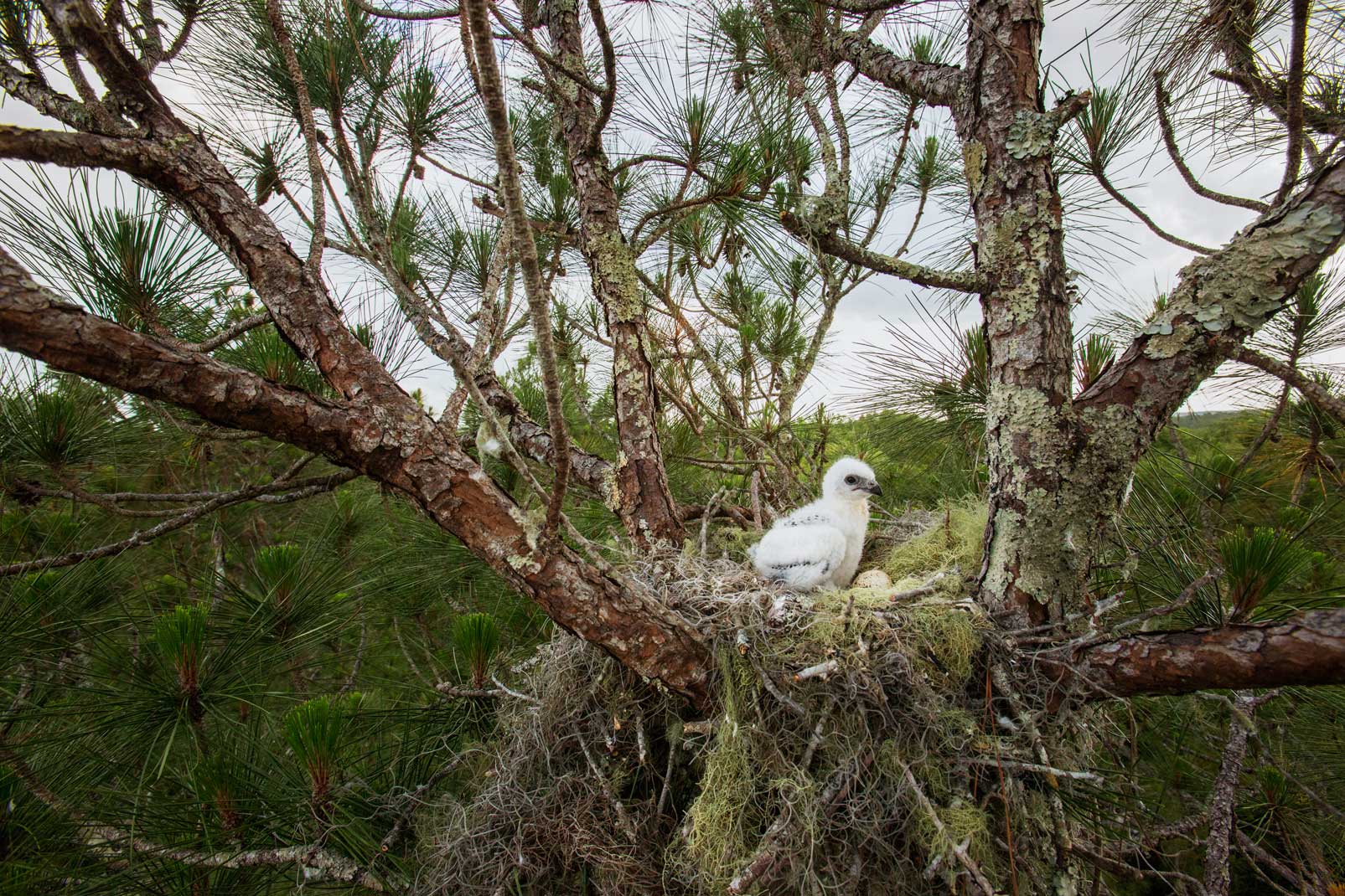 A swallow-tailed kite chick sits atop a nest. A number of factors contribute to the vulnerability of swallow-tailed kites, including the fact that the birds do not reach breeding age for three to four years, and females do not breed every year. Past estimates have guessed that there might be only a few thousand breeding pairs left in the country, scat¬tered from South Carolina to Texas. Photo © Mac Stone