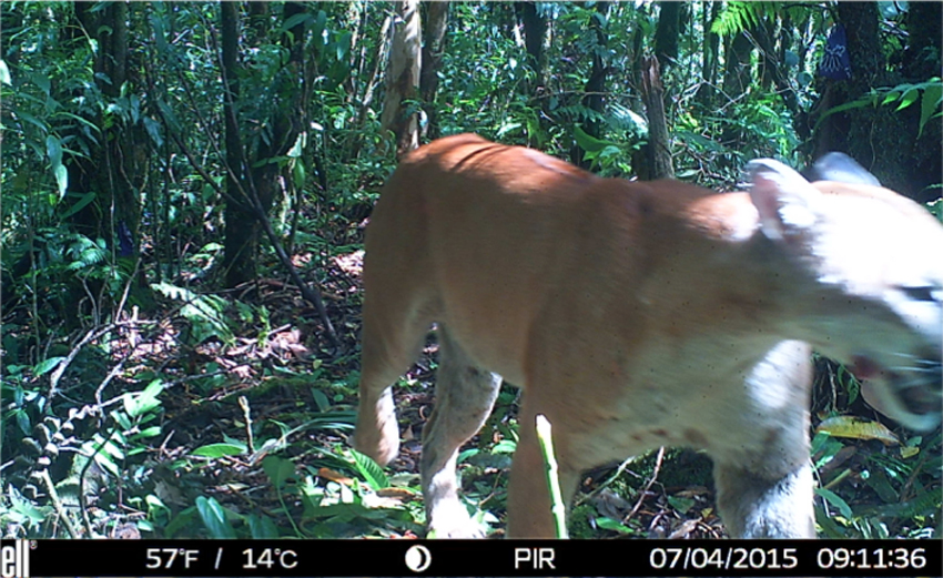 A puma crosses in front of the camera trap. Photo courtesy of Margot Wood