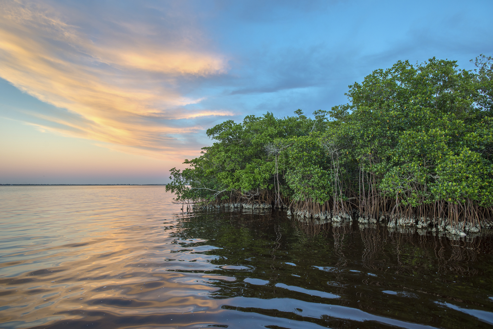 Mangrove coastline of Charlotte Harbor Estuary near Punta Gorda, Florida located on the Gulf of Mexico. Photo credit: © Carlton Ward Jr for The Nature Conservancy