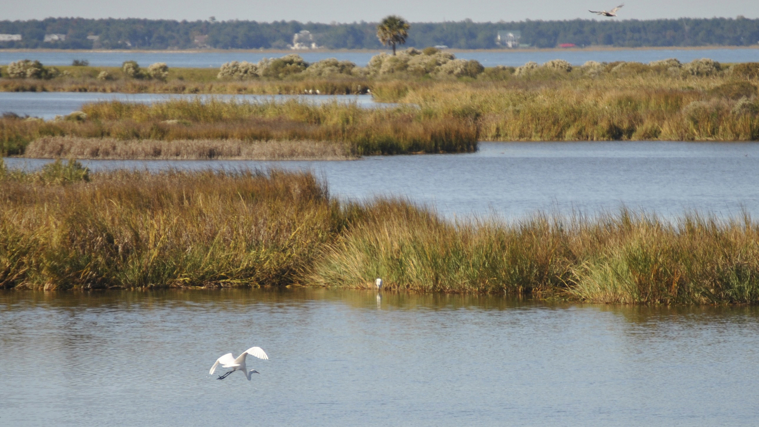 Great Egret flying over salt marsh off of Bull Island. Bull Island is an island TNC played a role in preserving. Photo © Kristine Hartvigsen