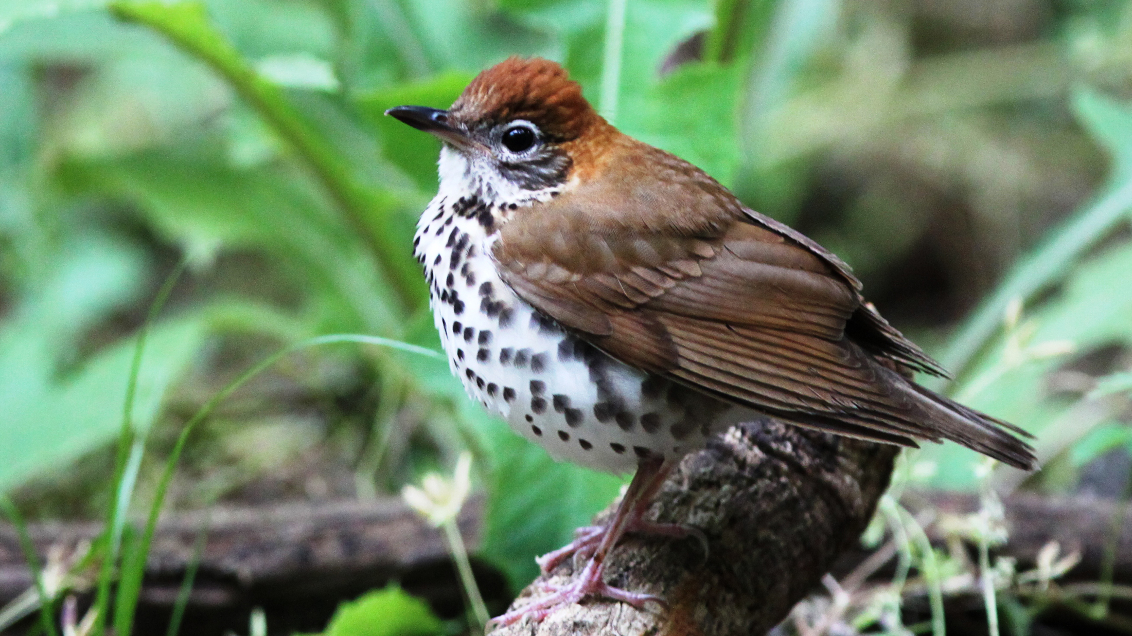 Wood Thrush. Photo © Dennis Cooke / Flickr through a Creative Commons license