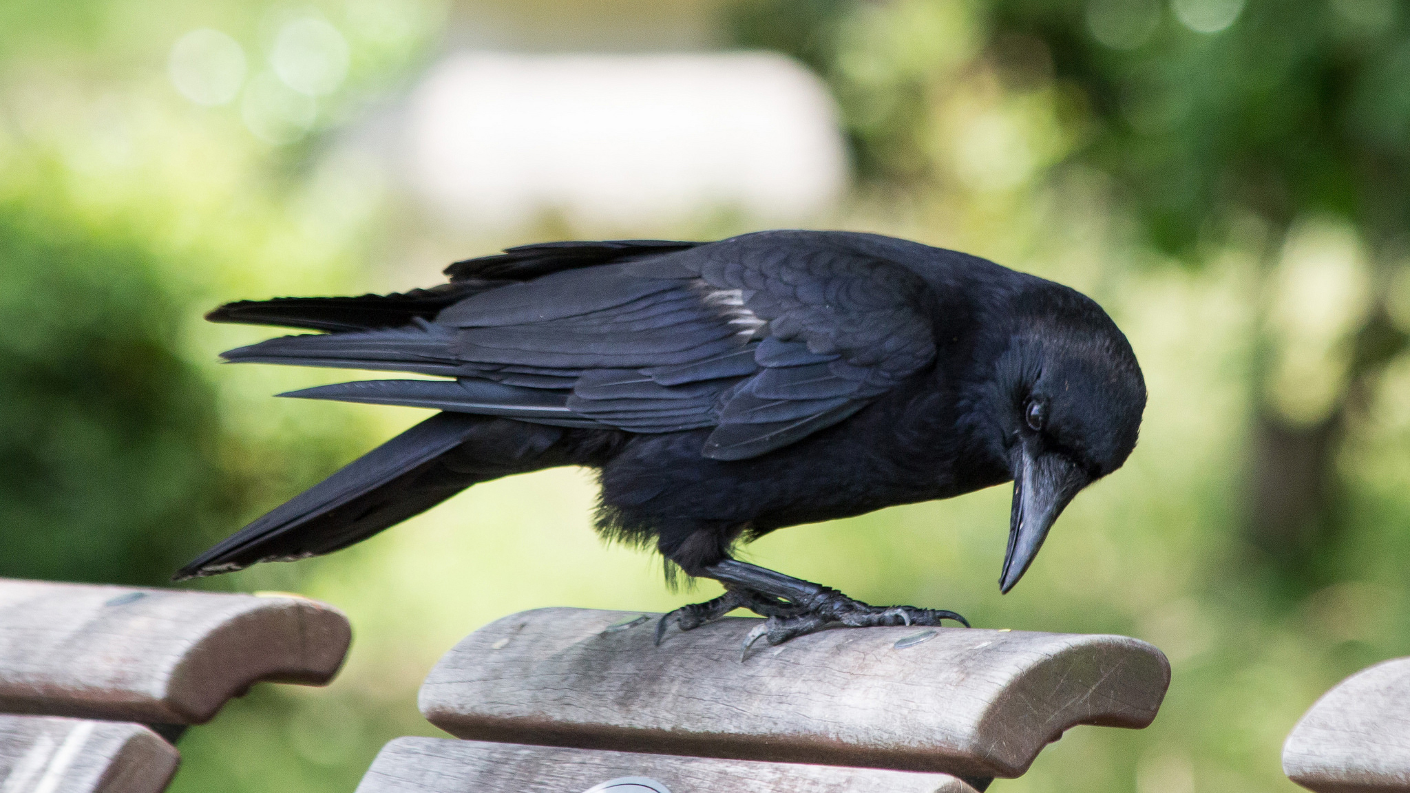 Carrion crow (Corvus corone). Photo © Geoff Whalan / Flickr through a Creative Commons license