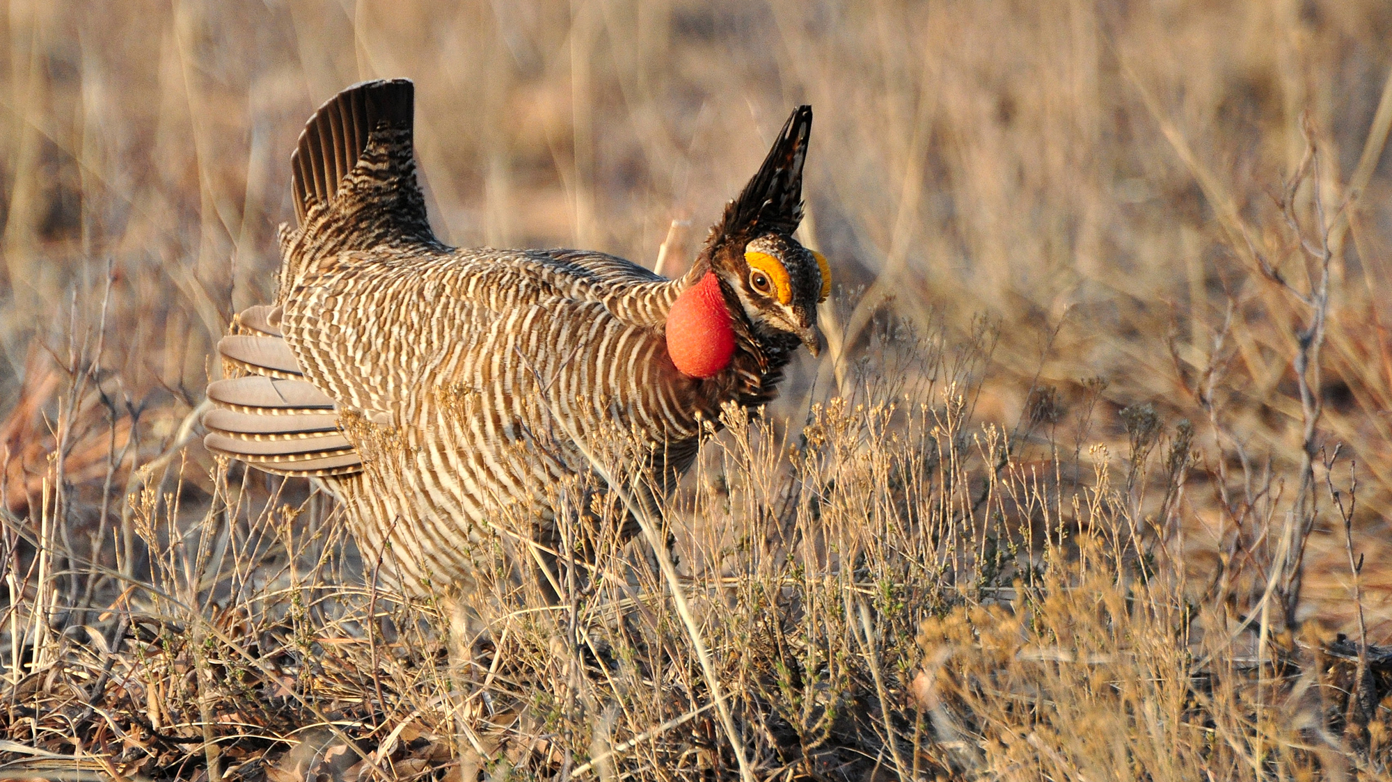 Lesser Prairie-Chicken. This year Cornell's Team Sapsucker will be in Colorado to highlight the conservation needs of the shortgrass prairie and birds like the Lesser Prairie-Chicken. Photo © Larry Lamsa via Wikimedia Commons [CC BY 2.0]
