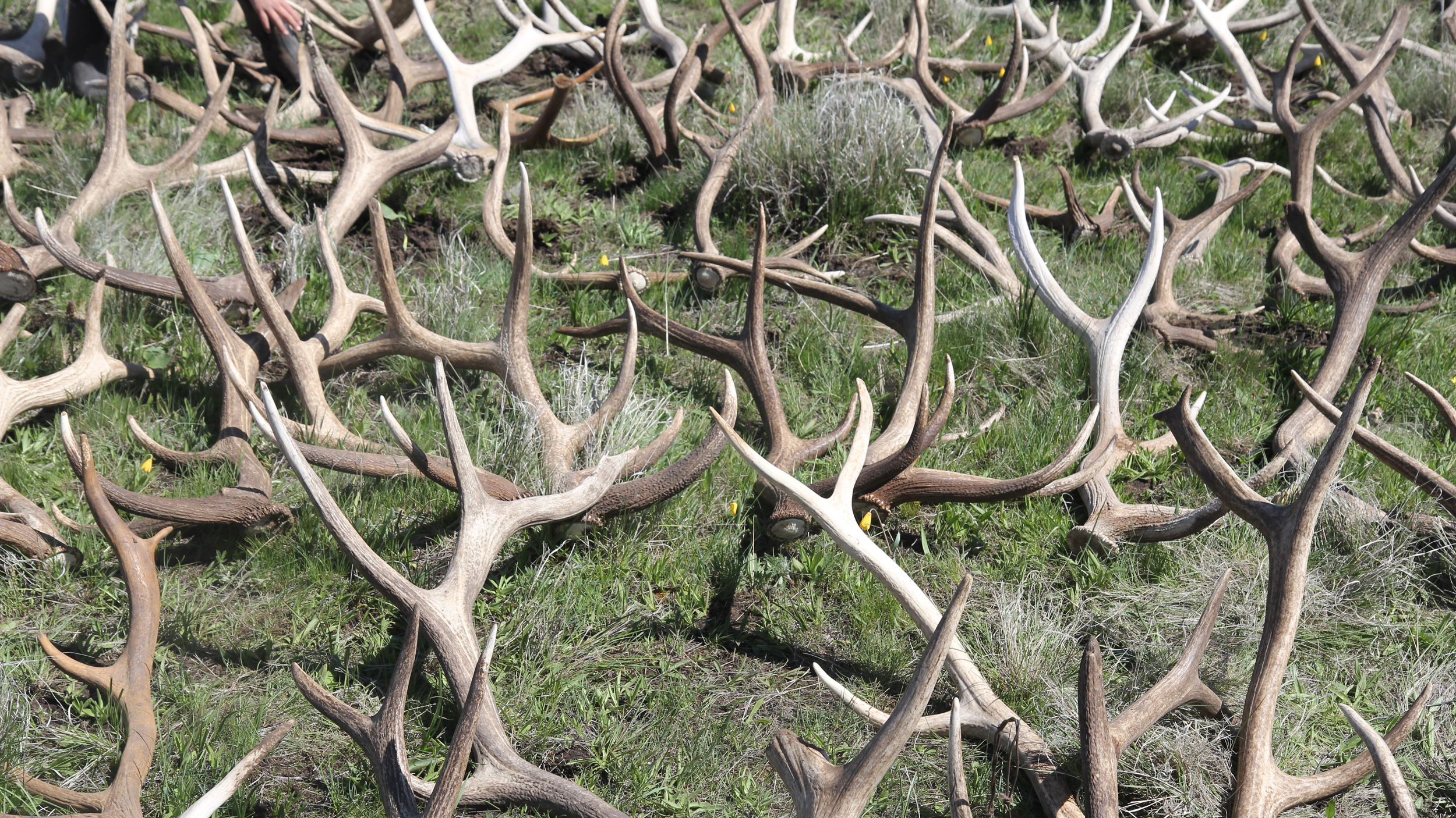 A big day of shed hunting. Photo © The Nature Conservancy (Matt Miller)