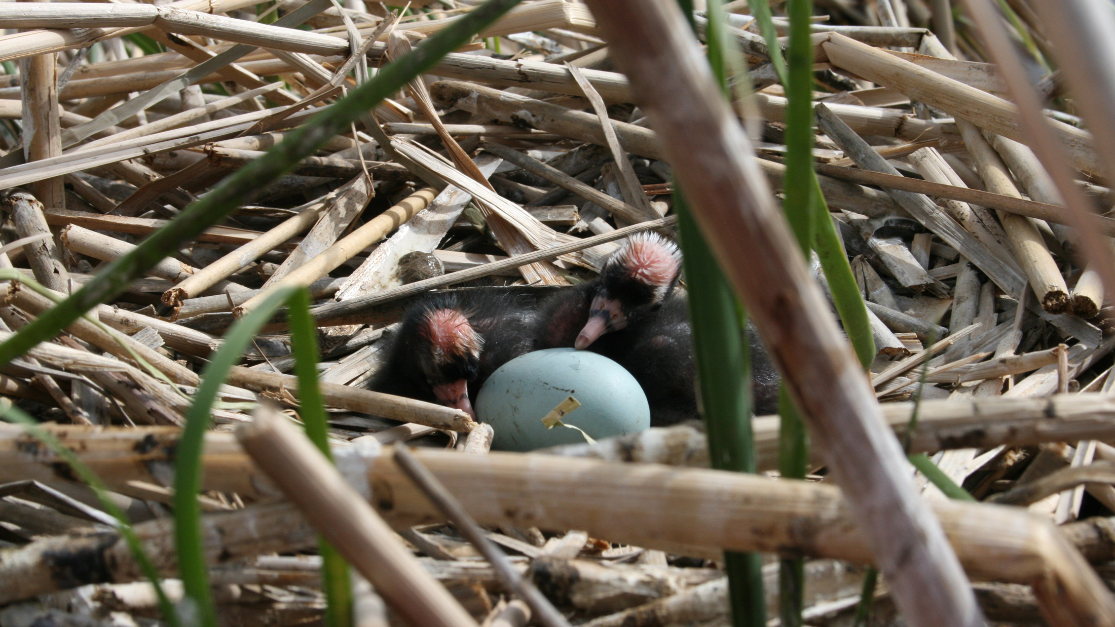 Ibis chicks. Ibis in the air. Photo © Kris Millgate, tightlinemedia.com