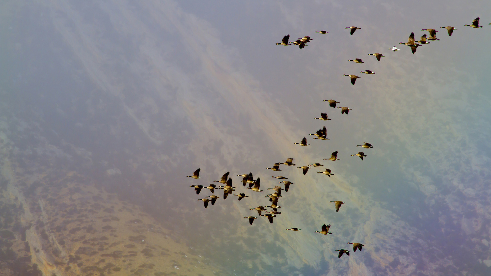 Aerial photo of migrating Canada Geese. Photo © Kathy Lichtendahl