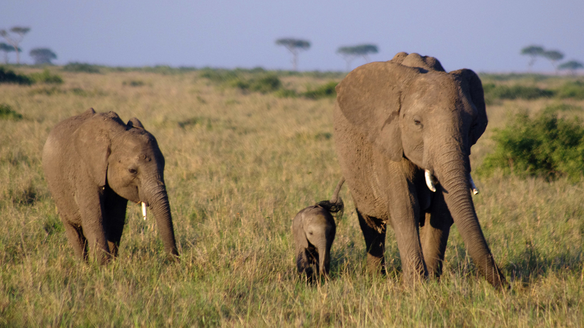 African elephants. Photo © Eric Baker / Flickr