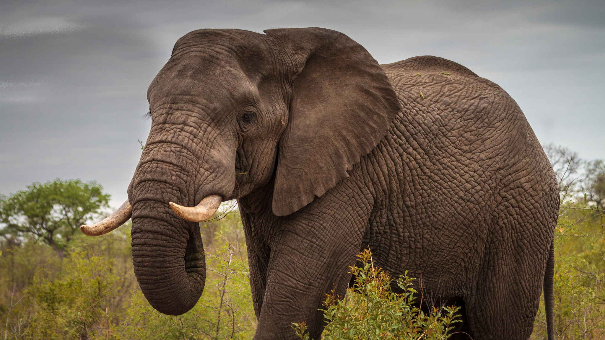 African elephant. Photo © Andy Price