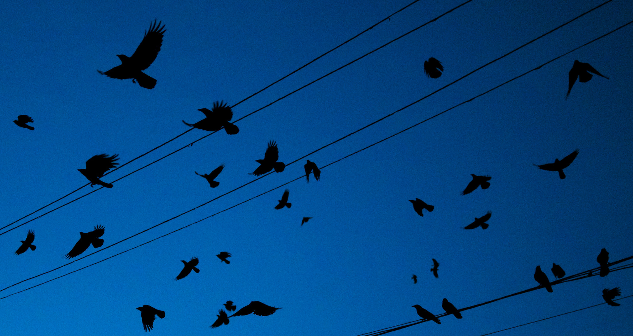 Crows leaving downtown Bothell, WA, for their roosting grounds at UW Bothell. Photo © Old Mister Crow / Flickr through a Creative Commons license