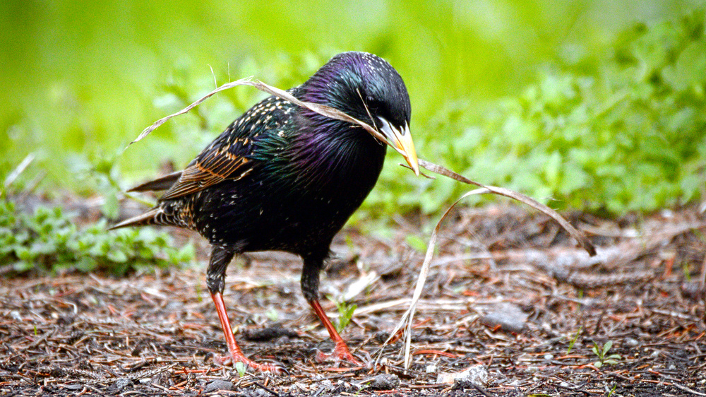 A starling gathering nesting materials. Photo © hedera.baltica / Flickr through a Creative Commons license