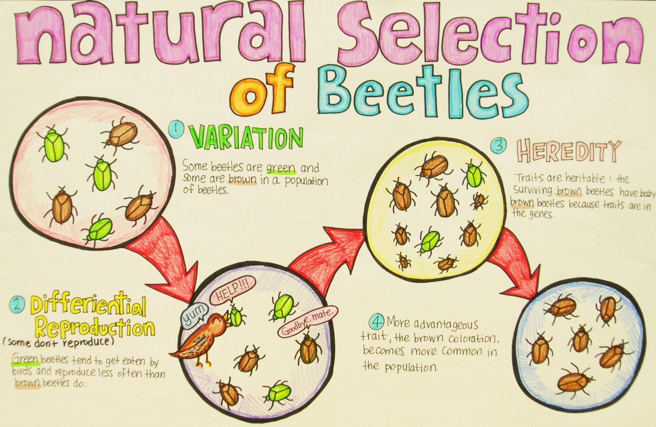 Natural selection example 9th grade science poster. Photo © Enokson / Flickr through a Creative Commons license