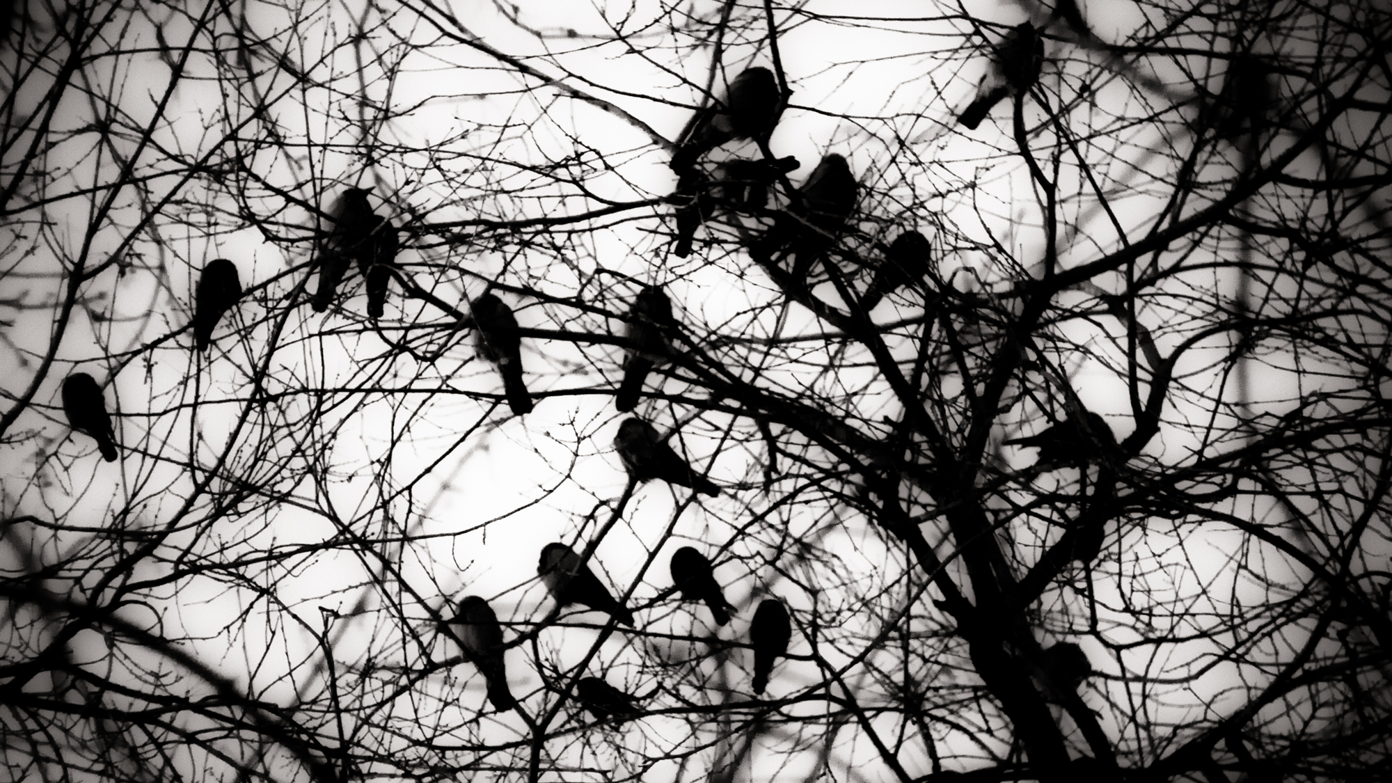 Crows. Photo © Mary Quite Contrary / Flickr through a Creative Commons license