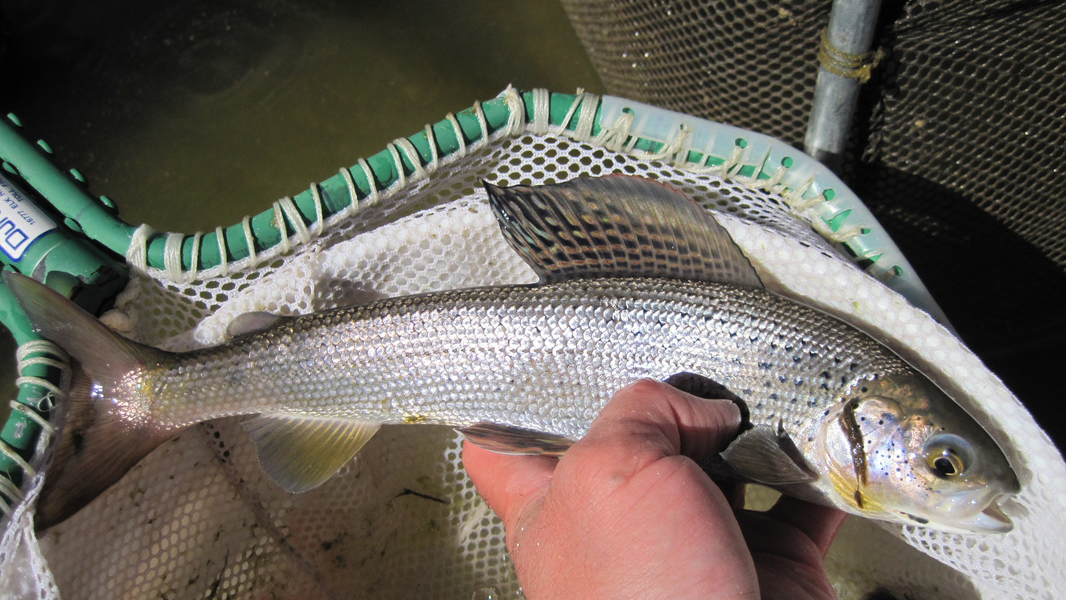 Adult Arctic Grayling in the Red Rock River. Photo © Lucas Bateman FWP