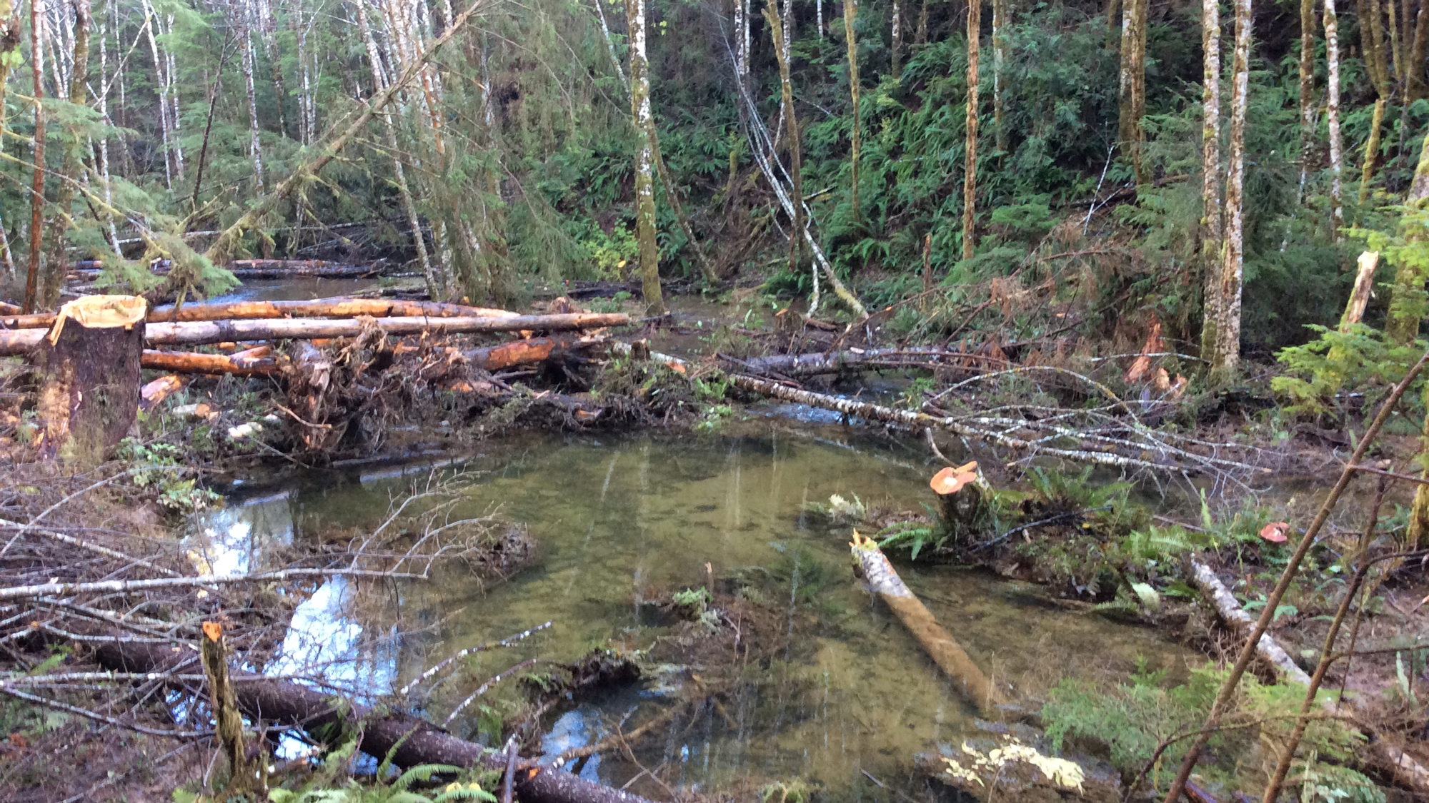 Large wood project in Ellsworth Creek Preserve. Photo © The Nature Conservancy (David Ryan)