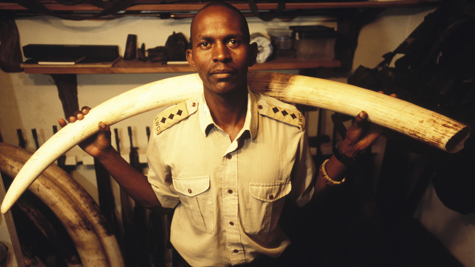 Michael Ntosho, head of security for Lewa Wildlife Conservancy, with ivory confiscated from poachers at the armoury at Lewa headquarters in Kenya. Photo © Henner Frankenfeld/Redux Pictures