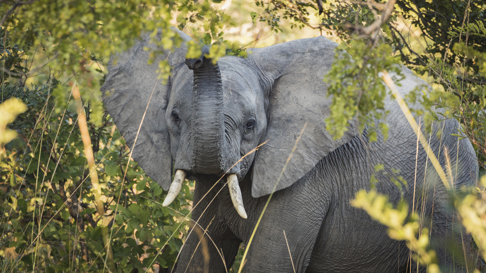 Elephants in Ngoma Forest at Kafue National Park in Zambia. The Conservancy is working with the people of Zambia to ensure the protection of elephants by strengthening anti-poaching security. Photo © Karine Aigner