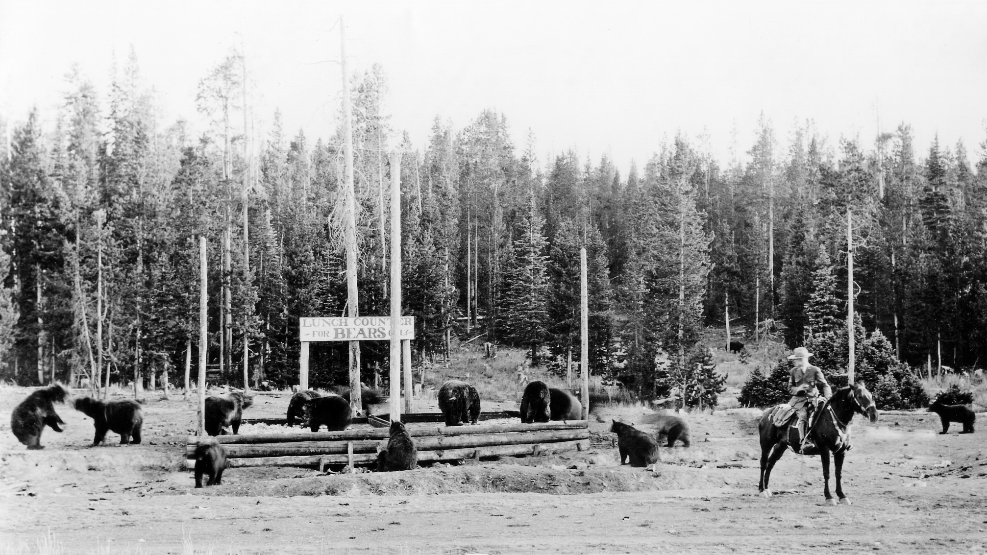 "Lunch Counter - For Bears Only" at Old Faithful, southeast of the upper Hamilton Store, and Ranger Naturalist Walter Phillip Martindale; Photographer unknown; 1921- mid 1930s. Photo via Yellowstone National Park / Flickr in the Public Domain