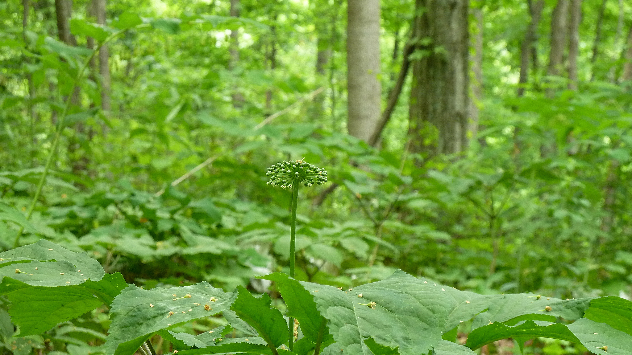 Ginseng berry forming. Photo © Catherine Bukowski via Forest Farming / Flickr through a Creative Commons license