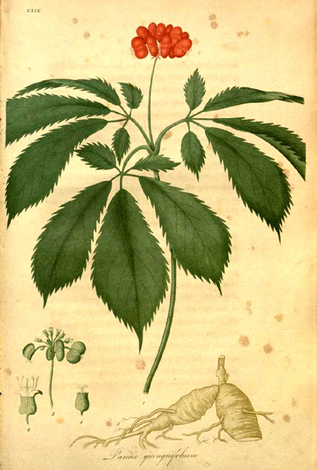 American ginseng (Panax quinquefolius) from "American medical botany being a collection of the native medicinal plants of the United States, containing their botanical history and chemical analysis, and properties and uses in medicine, diet and the arts" by Jacob Bigelow,1786/7-1879. Publication in Boston by Cummings and Hilliard,1817-1820. Public domain, via Wikimedia Commons