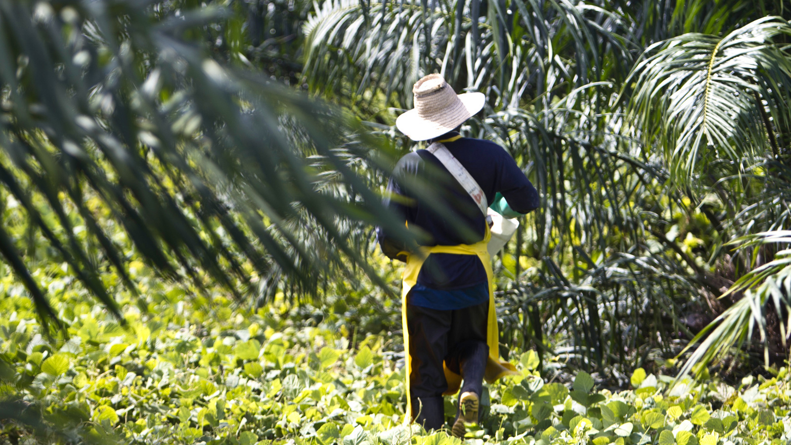 Palm oil farm working toward sustainability. Photo © Erika Nortemann/TNC