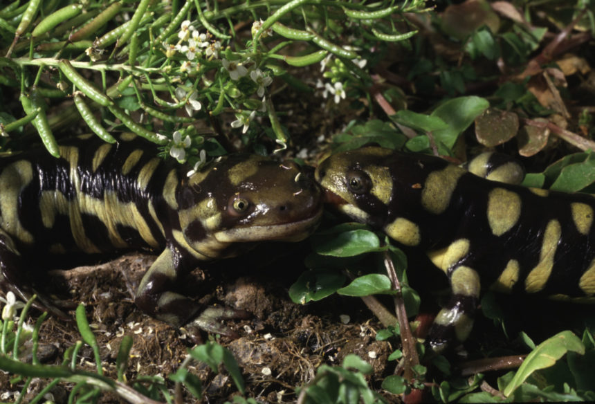 Closeup of two Tiger Salamanders eating the same worm. © Marty Cordano