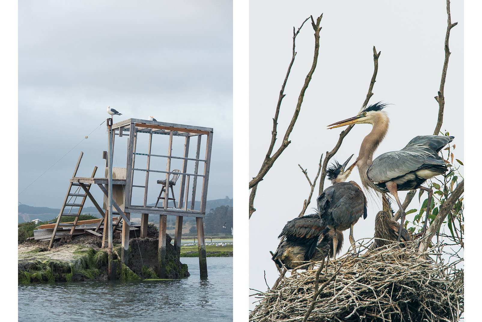 Collaborative conservation efforts to protect lands and reduce runoff and water pollution help protect a variety of birds at Elkhorn Slough. Western gulls reside on a nesting colony island, and great blue herons nest in a rookery near Moon Glow Dairy farm. Photos © Kiliii Yuyan