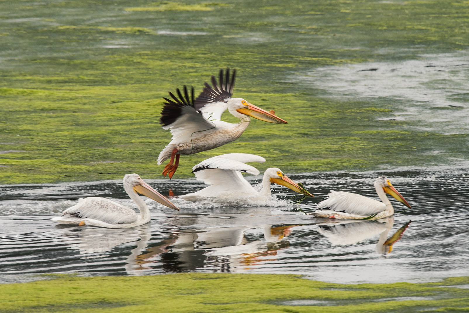 The slough’s inhabitants were forced to adapt to dramatic tides and other changes when the U.S. Army Corps of Engineers carved a new channel to create Moss Landing Harbor in 1947. Today, American white pelicans fish the tidal channels of Elkhorn Slough during low tide. Photo © Kiliii Yuyan