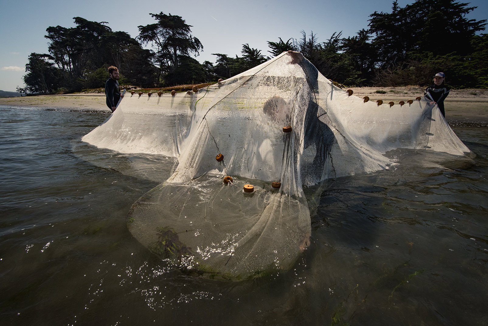 University of California, Santa Cruz researcher Brent Hughes (seen here beneath net) and two student research volunteers use a beach seine net to capture and survey populations of perch and flatfish at lower Elkhorn Slough. Photo © Kiliii Yuyan