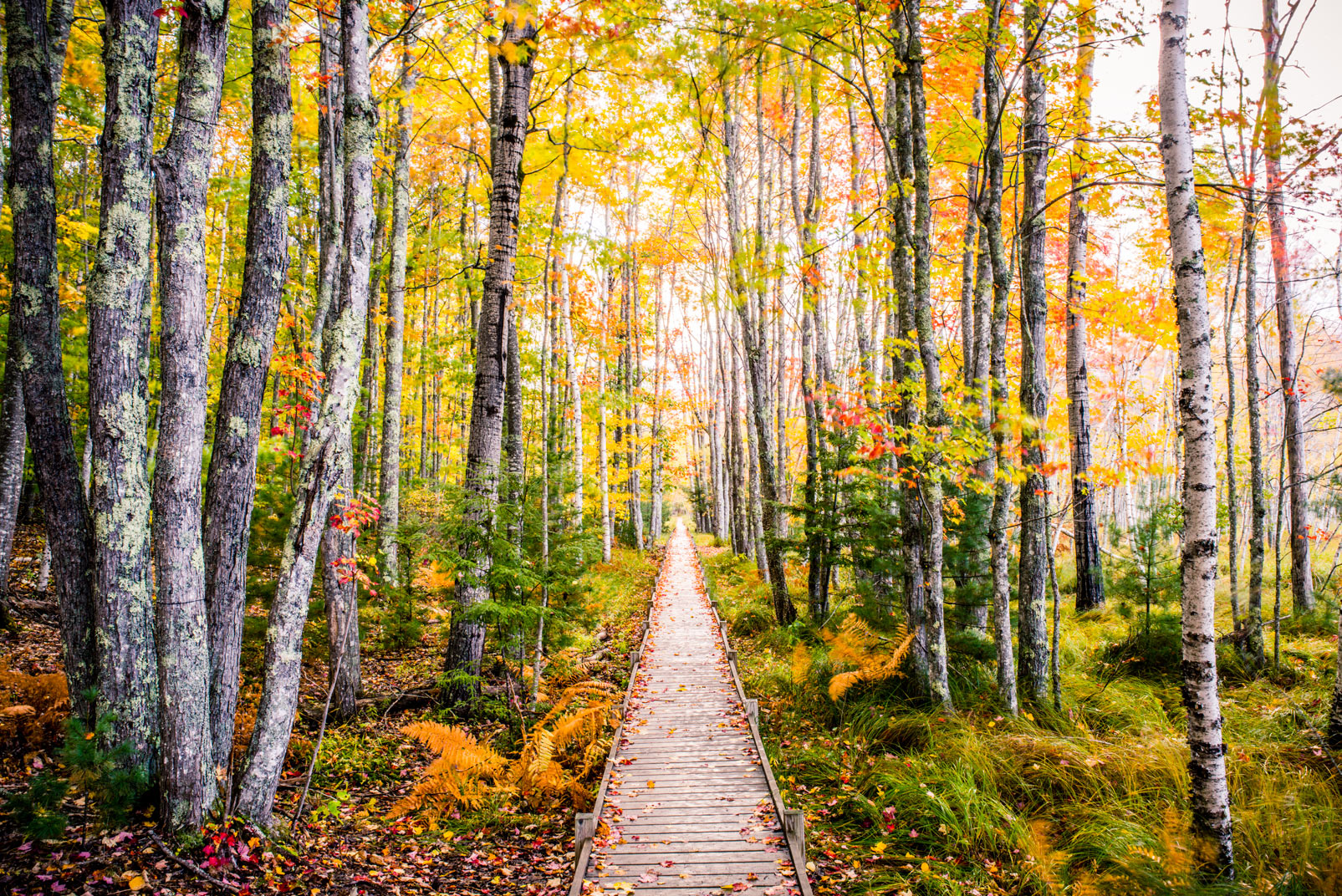 Acadia National Park in Maine became the first national park east of the Mississippi River in 1919. The park features a rugged coastline, the tallest point on the North Atlantic seaboard, and more than 100 miles of hiking trails with stellar views, like this scene from Jessup Path in fall. Photo © Nick Hall