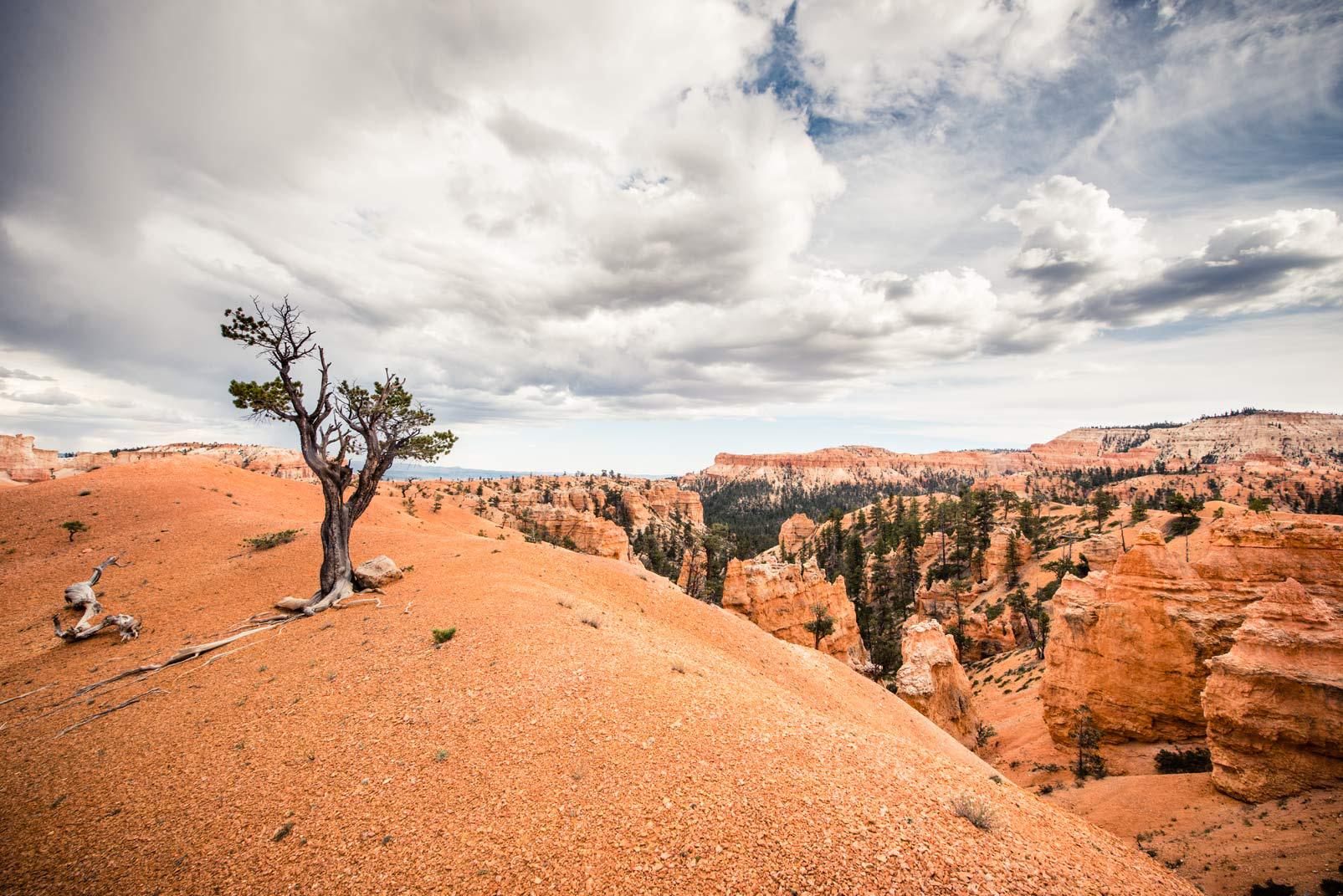 The Queen’s Garden Trail at Utah’s Bryce Canyon National Park overlooks the park’s main attraction—a maze of colorful columns chiseled over millions of years by erosion from frost and rain. The rock formations look so improbable that the spires, called hoodoos, are also sometimes referred to as goblins or fairy chimneys. Photo © Nick Hall