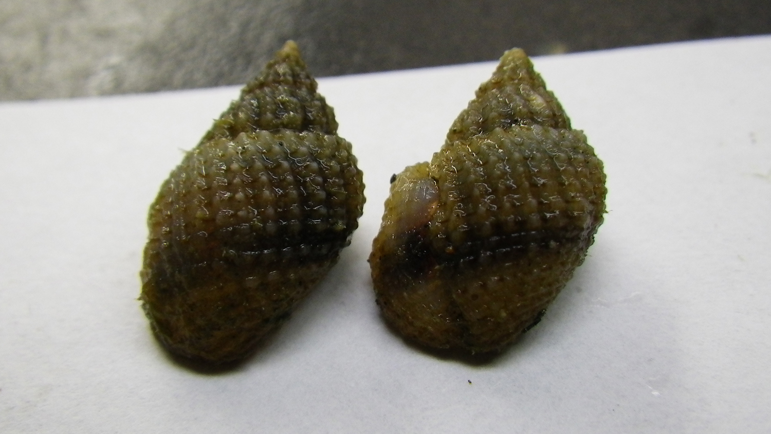 Snails of the Lavigeria species. The two snails are the same species, but the one on the right has a crab scar (it must have survived a pretty big attack!). Photo © Ellen Hamann