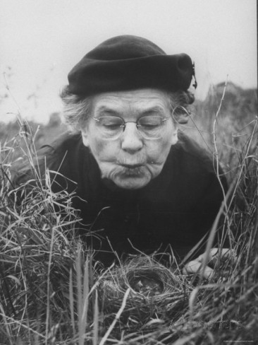 Margaret Morse Nice lying flat in the grass to study a nest of baby field sparrows. Photo taken by Al Fenn circa 1956