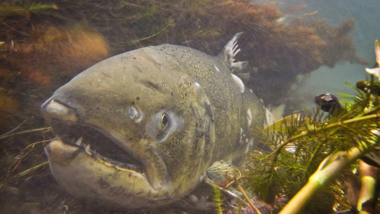 Salmon returning to spawn in the Shasta River. Photo © Bridget Besaw