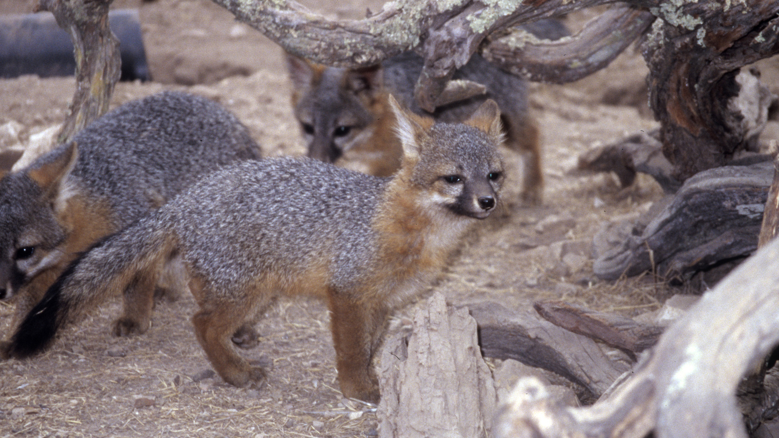 A captive breeding program for the endangered Santa Cruz Island fox helped revive its numbers. Photo © The Nature Conservancy (Erik Aschehoug)