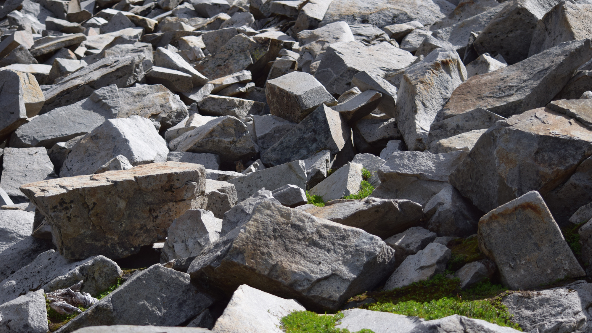 This is the habitat you're looking for. Can you spot the pika? Photo © The Nature Conservancy (Lisa Feldkamp)