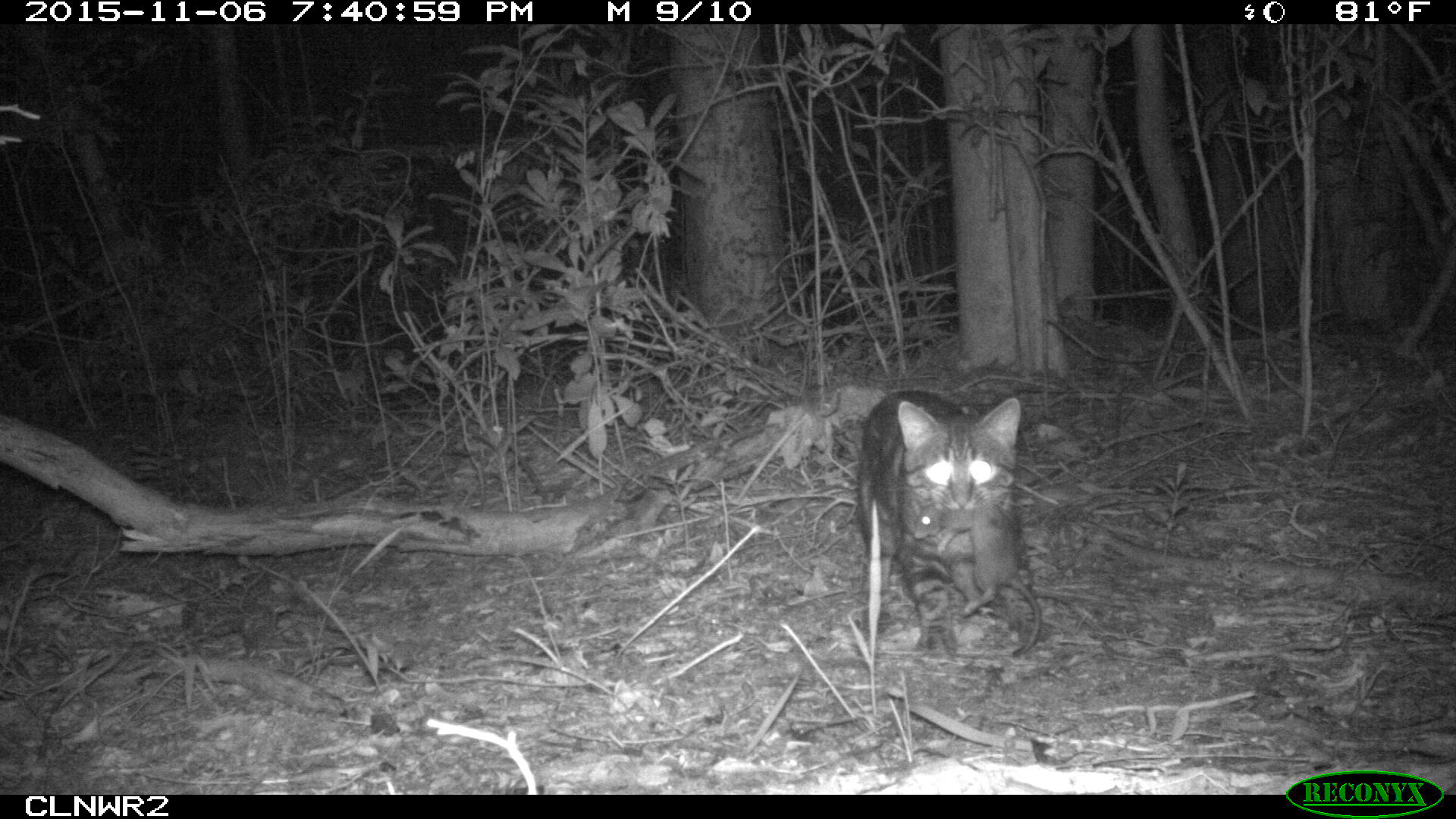 Motion-sensitive camera photo of a cat with what appears to be a Key Largo woodrat. Courtesy of Crocodile Lake National Wildlife Refuge