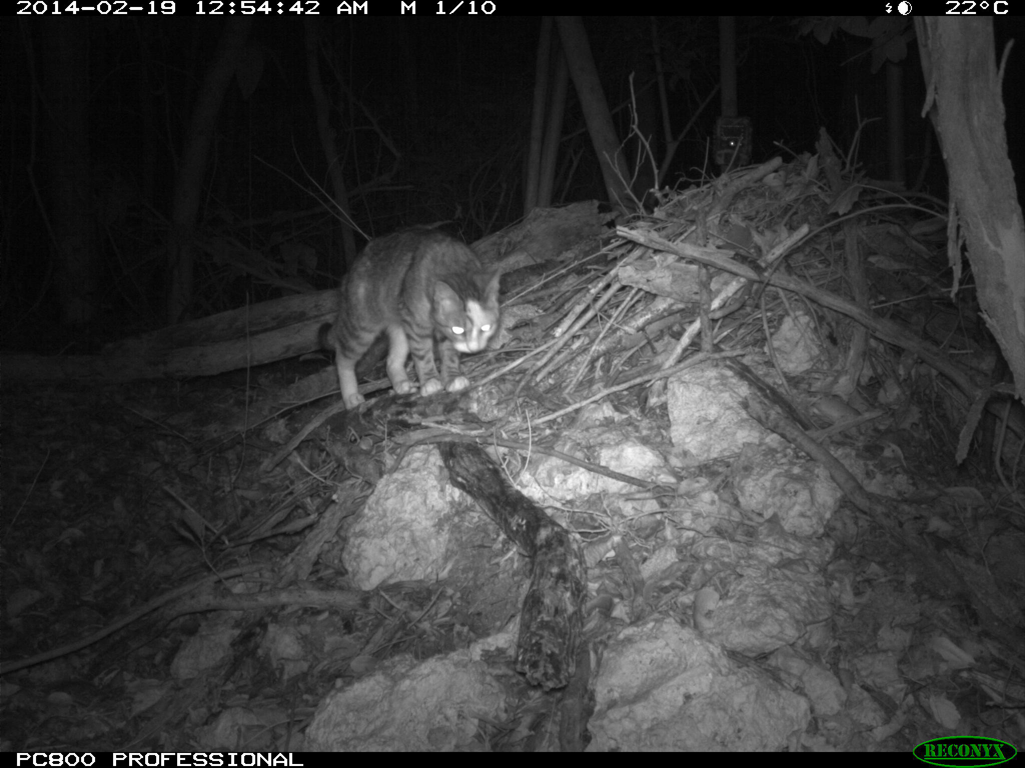 Motion-sensitive camera photo of a cat on a Key Largo woodrat house. Photo courtesy of Dr. Michael Cove and NC State University.