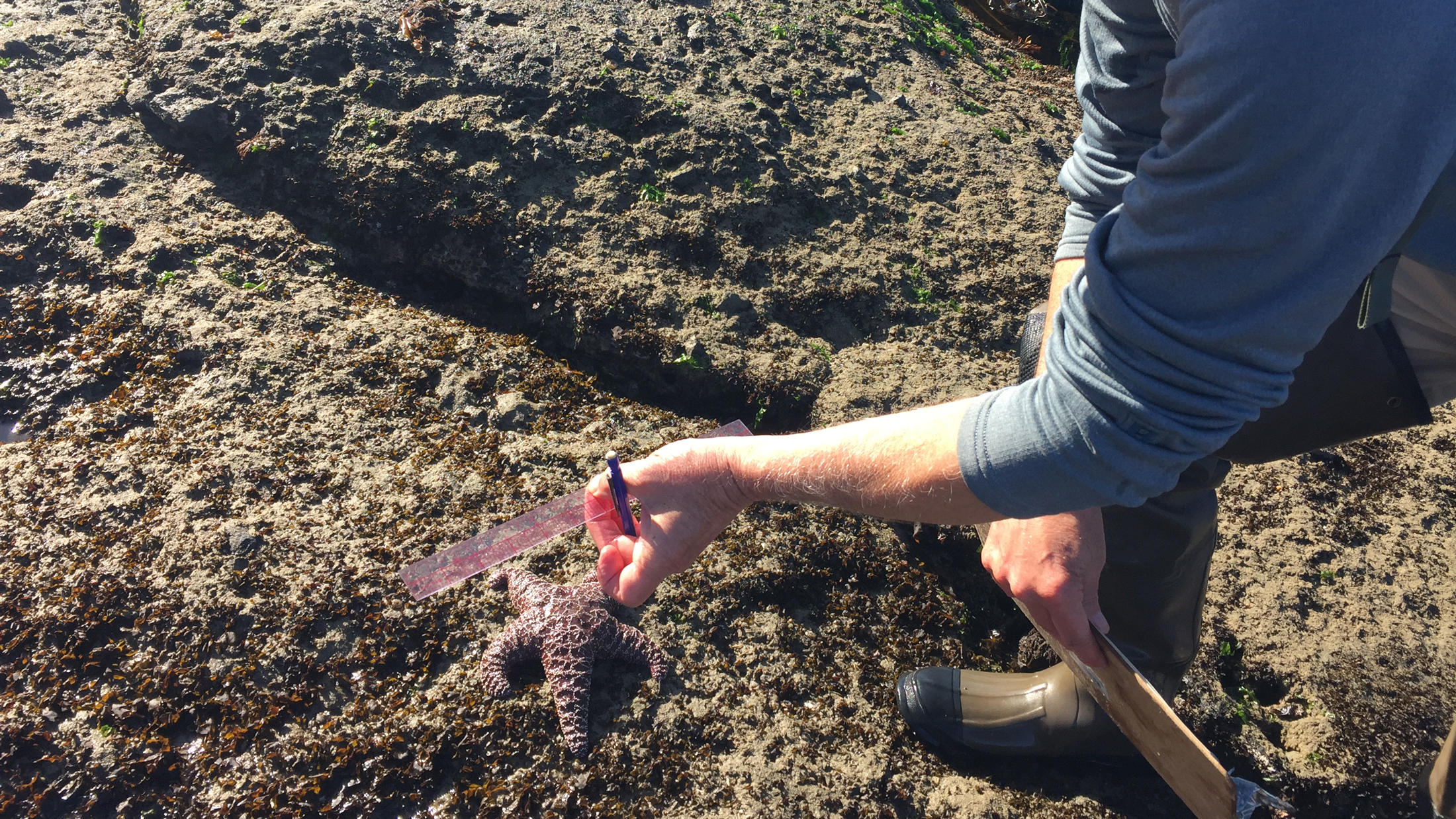 Monitoring includes gathering data on the various sizes of sea stars, measuring from the center of their body to the end of one arm. Photo © The Nature Conservancy (Julia Amato)