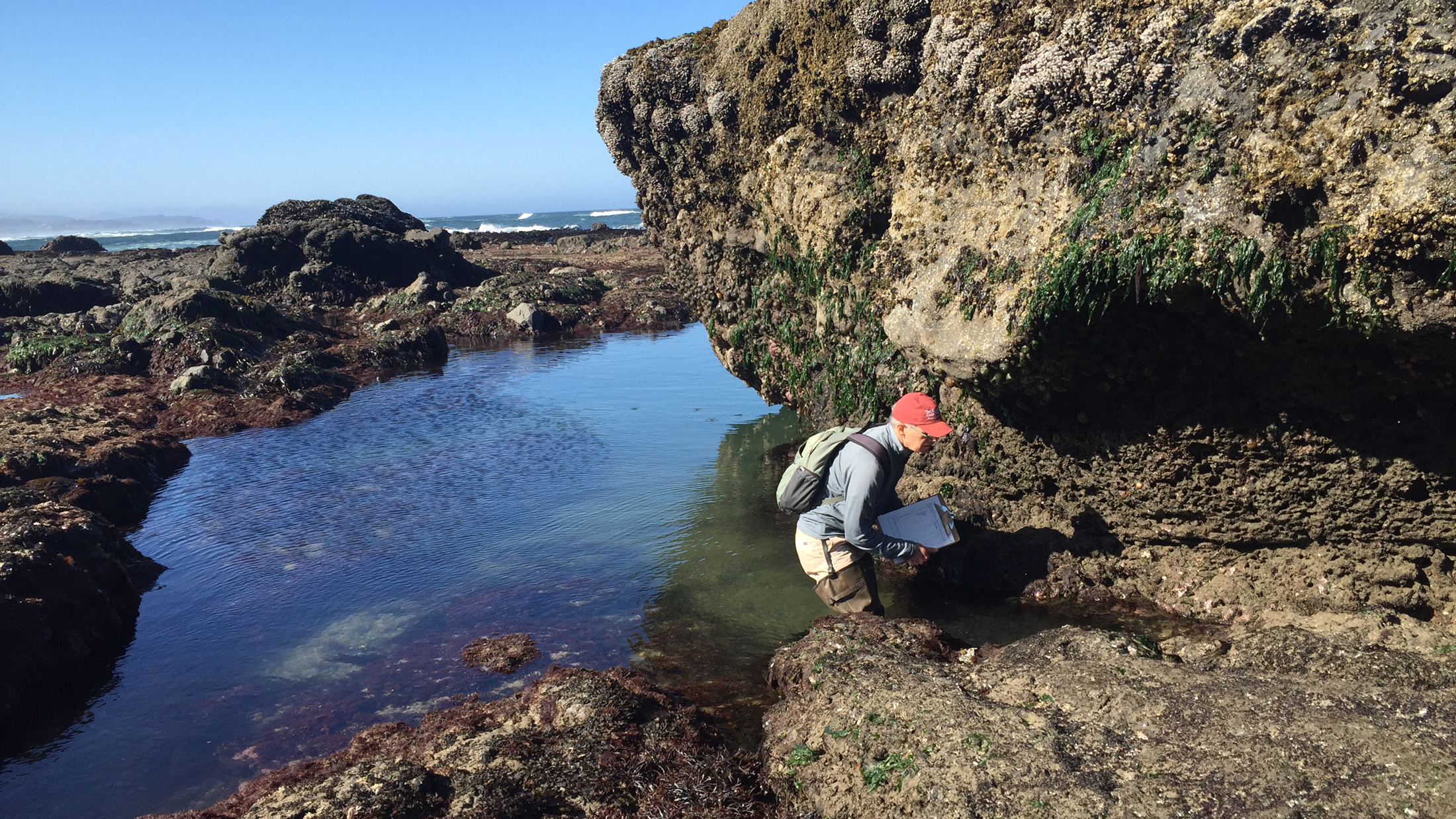 Sometimes you gotta get low to see all the sea stars. Photo © The Nature Conservancy (Julia Amato)