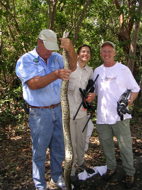 First Burmese python to be captured on Key Largo (2007). It had two woodrats in its gut. From left to right: Jim Duquesnel, Joanne Potts, Clay DeGayner. Photo courtesy of Clay DeGayner