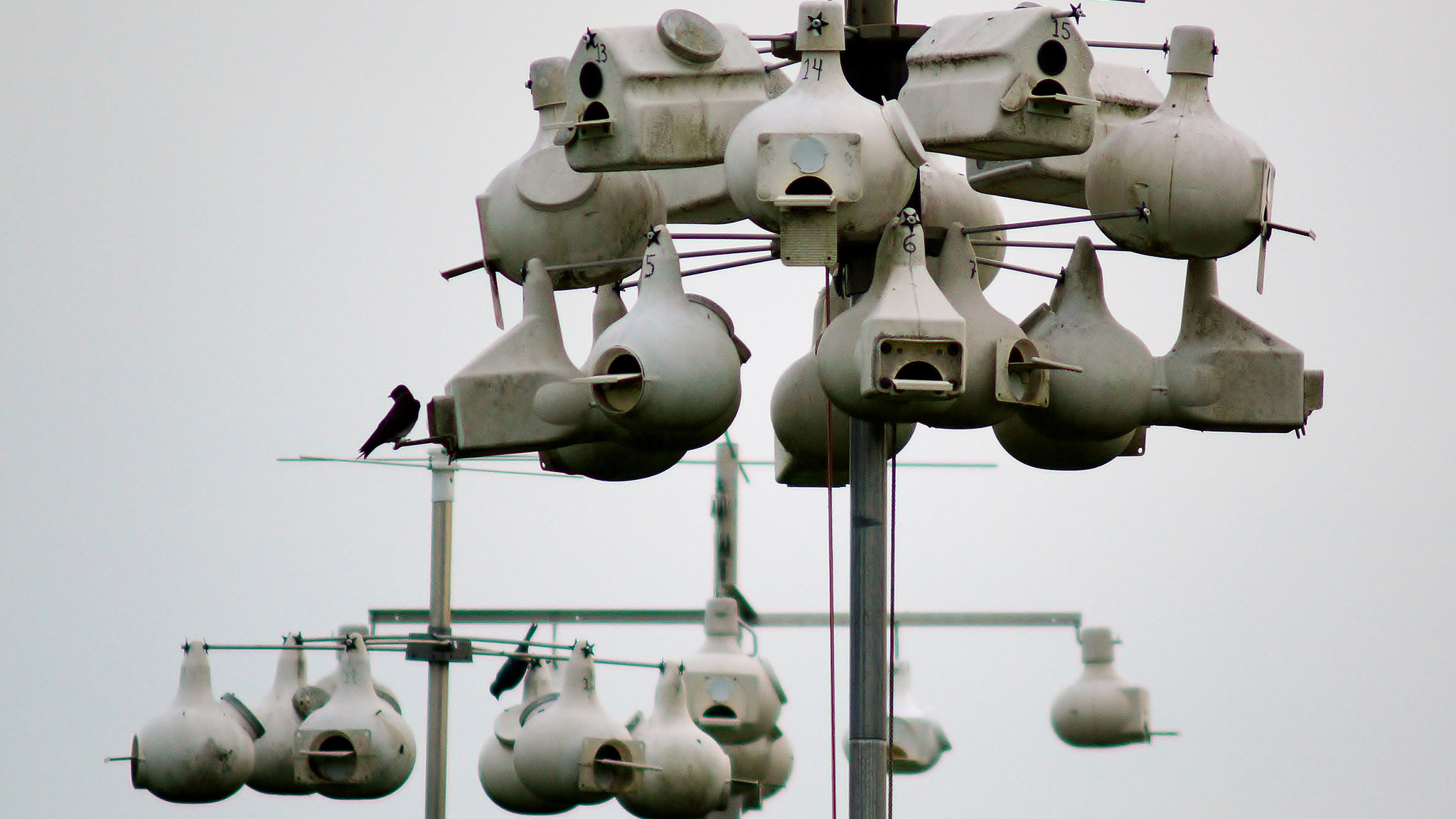 Purple Martin houses. Photo © Stephen Little / Flickr through a Creative Commons license