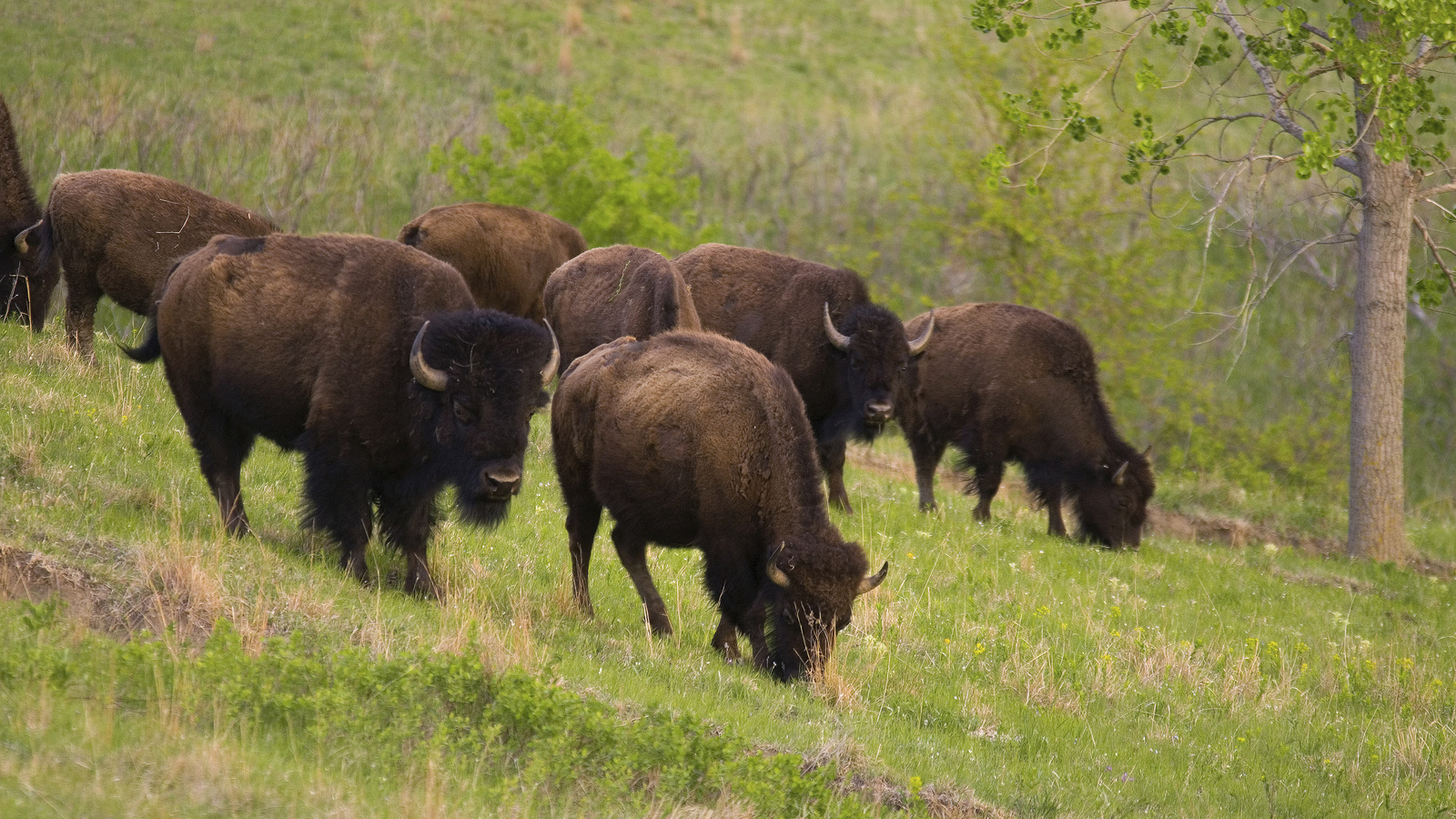 American Bison (Bison bison) feeding on spring grass at The Nature Conservancy's Broken Kettle Grasslands in the northern Loess Hills of Iowa. Photo © The Nature Conservancy (Chris Helzer)