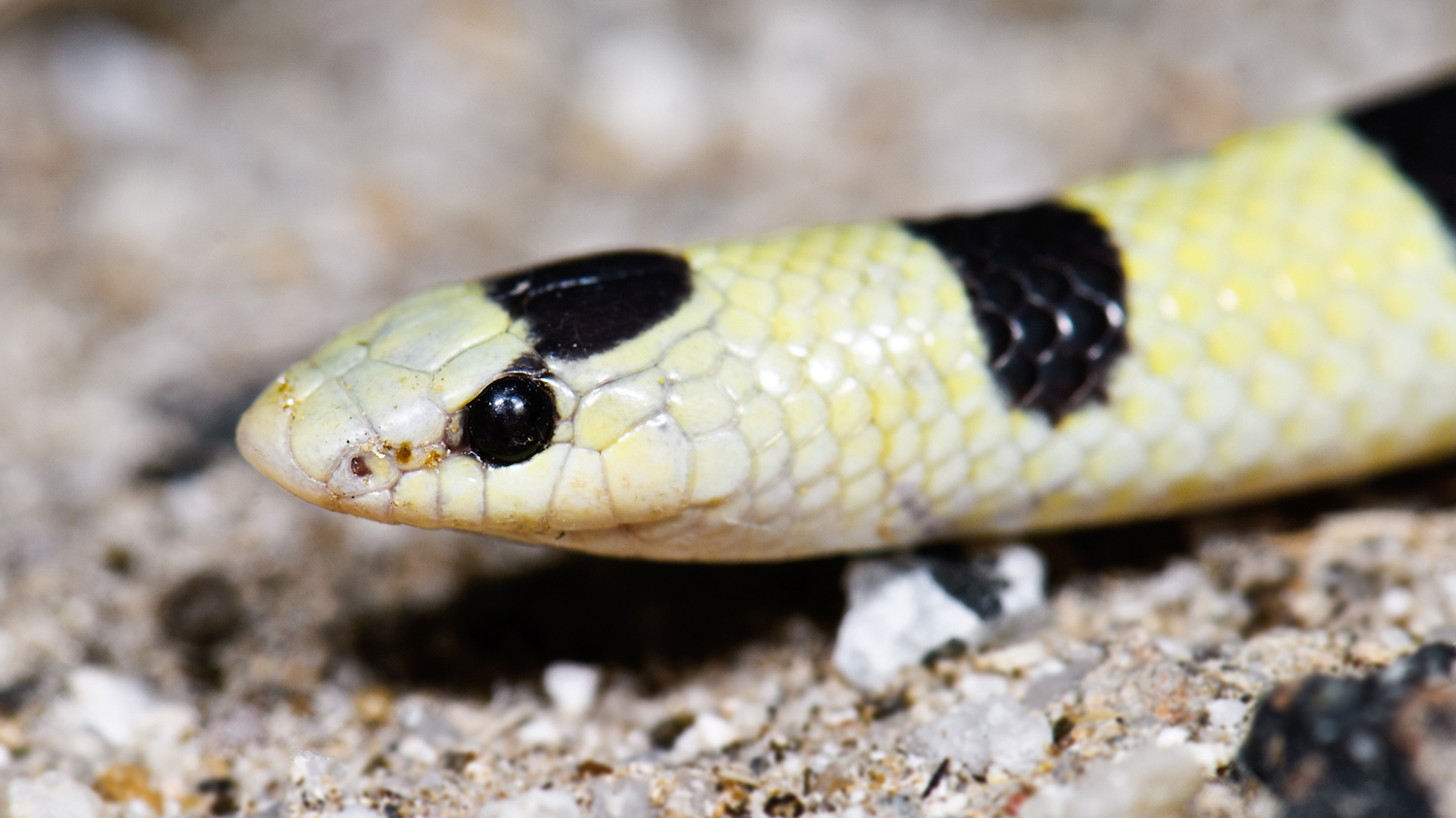 Shovel-nosed snake. Photo © Marshal Hedin / Flickr through a Creative Commons license
